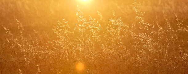 Steppe Grass in Sunset Light. Rural landscapes