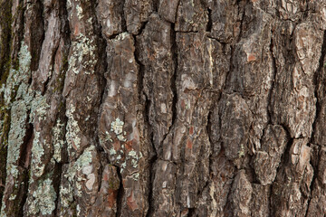 Brown pine bark background with moss, close-up. Natural texture pine skin. Relief texture of tree...