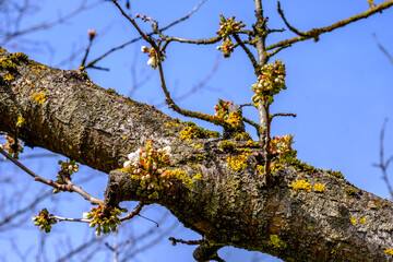Kirschbaum ist mit Flechten und Moos bewachsen