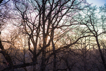 Sunset through thick branches of old trees in spring
