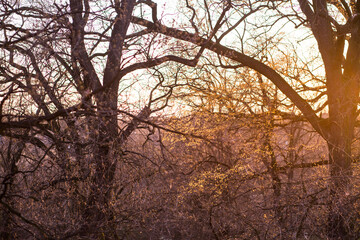 Fototapeta na wymiar Sunset through thick branches of old trees in spring