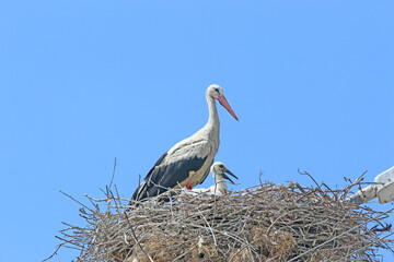 	
storks in their nest	