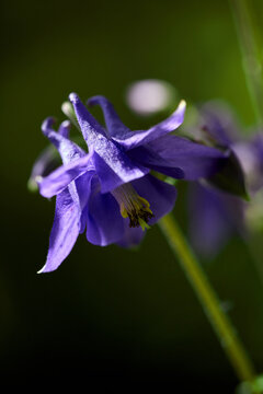 Doubtful Knight's Spur. Called Rocket Larkspur And Giant Larkspur Also. Consolida Ajacis