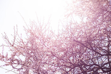 Blooming cherry plum tree, spring background. 