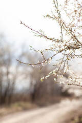 Blooming cherry plum tree, spring background. 