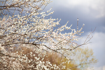Blooming cherry plum tree, spring background. 