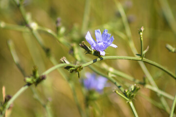 Closeup of blue common chicory flower with selective focus on foreground