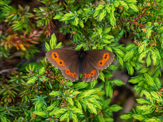 Obraz premium Green natural background with a butterfly. The Scotch argus (Erebia aethiops) lives in green meadows in Altai mountains.