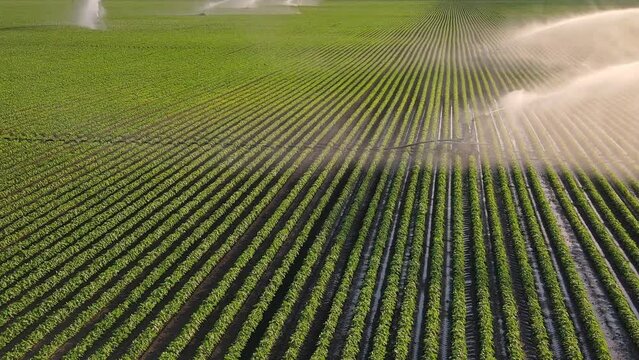 Aerial view drone shot of irrigation system rain gun sprinkler on agricultural soybean field helps to grow plants in the dry season. Landscape rural scene beautiful sunny day