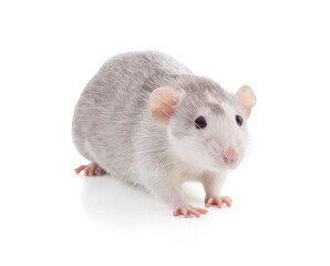 Cute bicolor rat