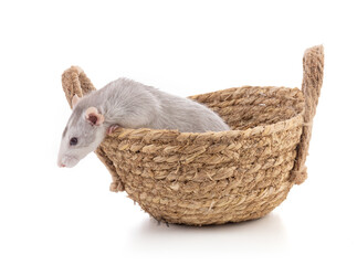 Cute bicolor rat in a basket