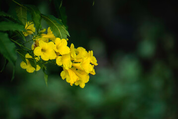 yellow flowers in nature shaped like a yellow bell