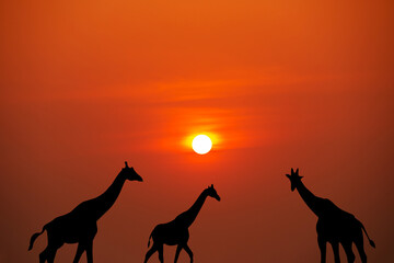 Fototapeta na wymiar A giraffe traveling at sunset in Africa with a beautiful sunset.