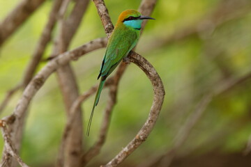  Bee-eater is perched on a tree branch 