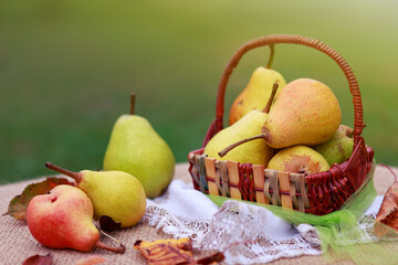 Naklejka na ściany i meble Basket of fresh pears in the summer garden