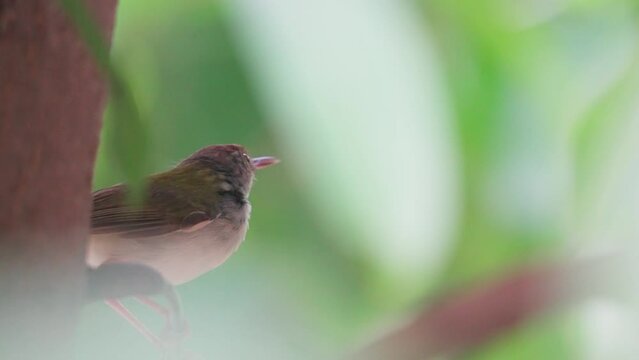 Birding tiny Common Tailorbird or Orthotomus sutorius perching on branch in the garden