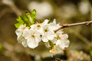 Prunus tree blooming
