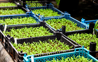 seedlings of young beets in a greenhouse. Young beets and carrots.Fresh vegetables