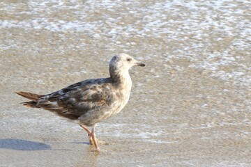 seagull on the beach