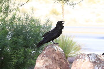 crow on a rock
