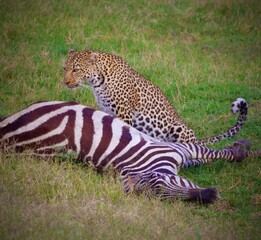 leopard in the wild