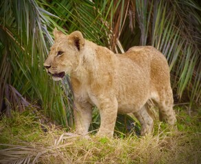 Lion in the Serengeti Park Kenya