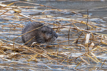 Muskrat (Ondatra zibethicus) Feeding on Grass in a River, WA