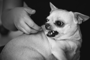 Angry dog bites. Aggressive pet. Black and white photo.