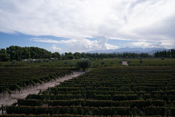 Wine making industry. View of the vineyard in a sunny day. The rows of Malbec grapevines in summer.