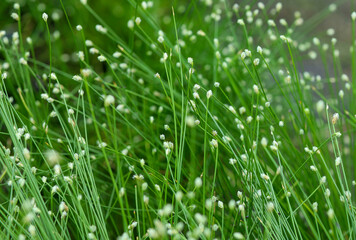 Grass spring background on a green background