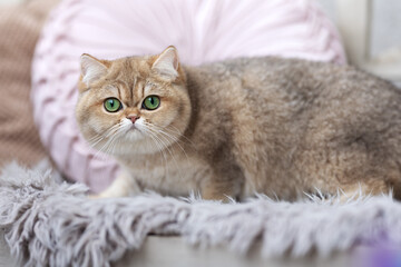 Fototapeta na wymiar Beeindruckende Britisch Kurzhaar Katzen - Kitten