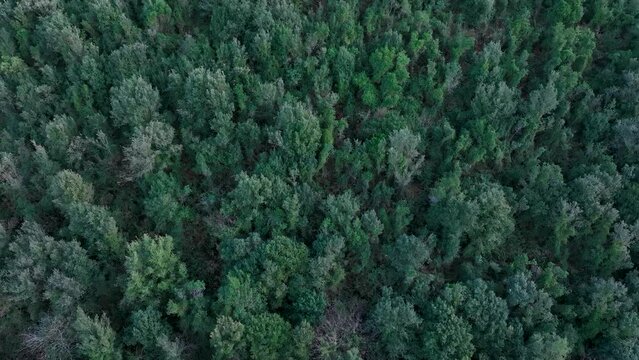 Landscape in San Miguel de Aras in the municipality of Voto. Aerial view from a drone. Aras Valley, Cantabria, Spain, Europe