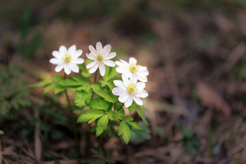 White wild anemone flowers in spring