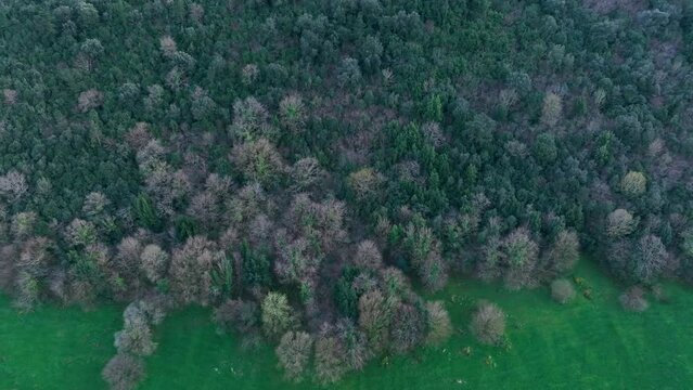 Landscape in San Miguel de Aras in the municipality of Voto. Aerial view from a drone. Aras Valley, Cantabria, Spain, Europe