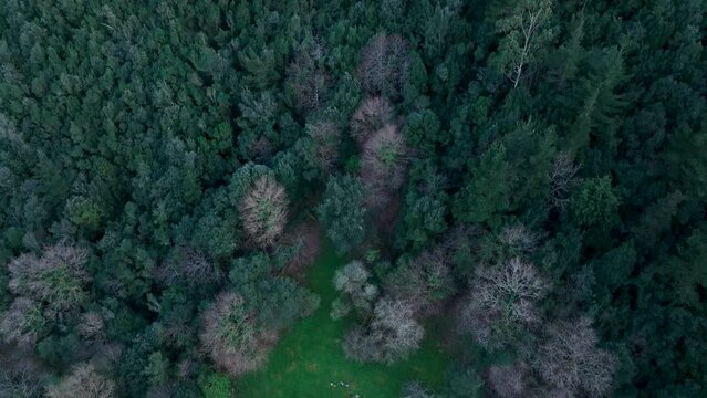 Landscape in San Miguel de Aras in the municipality of Voto. Aerial view from a drone. Aras Valley, Cantabria, Spain, Europe