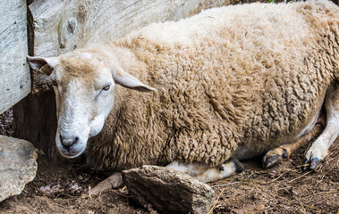 An adult sheep lying near a wooden fence