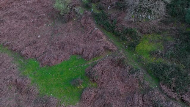 Landscape in San Miguel de Aras in the municipality of Voto. Aerial view from a drone. Aras Valley, Cantabria, Spain, Europe
