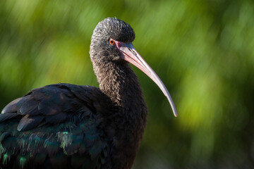 Naklejka premium plegadis chihi bird in nature