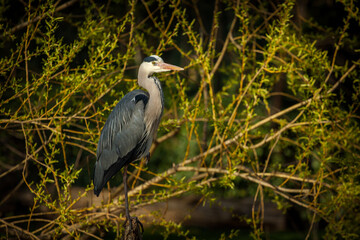 gray heron in the branches