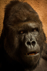 portrait of an alpha male gorilla