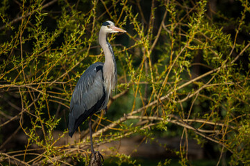 gray heron in the branches