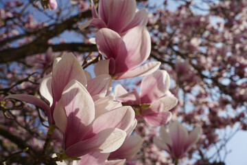 Ein alter Magnolienbaum in voller Blüte. Die grossen Blüten strahlen im hellen Sonnenlicht gegen den blauen Himmel.  Sinnbild für den überschwänglichen Frühling