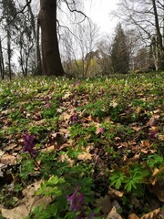Fr&uuml;hling im Park Hohenrode Nordhausen