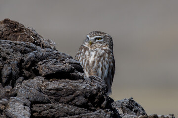 The little owl (Athene noctua), also known as the owl of Athena or owl of Minerva photographed near Gurudongmar Lake in Sikkim, India