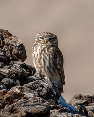 The little owl (Athene noctua), also known as the owl of Athena or owl of Minerva photographed near Gurudongmar Lake in Sikkim, India