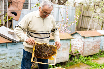 Portrait of an elderly male beekeeper in an apiary near beehives with a frame of honeycombs in the hands