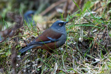 Maroon-backed accentor (Prunella immaculata) photographed near Lachen in North Sikkim, India