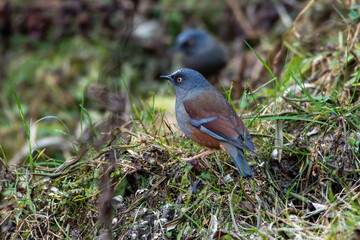 Maroon-backed accentor (Prunella immaculata) photographed near Lachen in North Sikkim, India