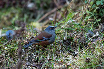 Maroon-backed accentor (Prunella immaculata) photographed near Lachen in North Sikkim, India