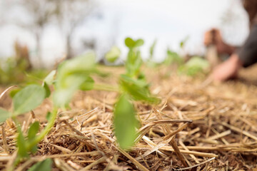 Men in organic garden. Planting fresh plants in natural soil